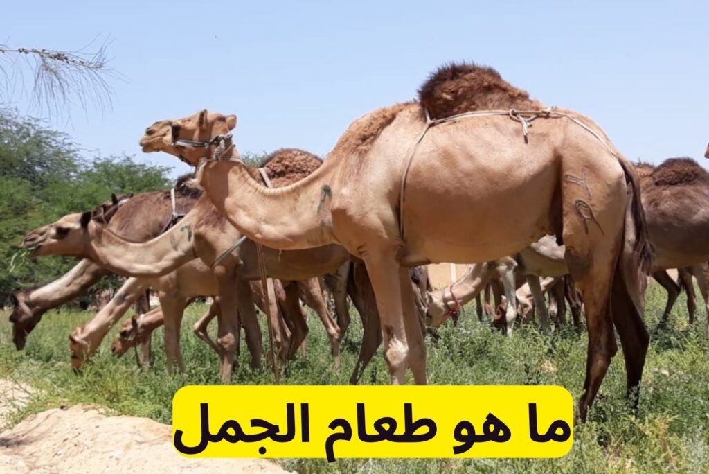 ما هو طعام الجمل ما هو طعام الجمل