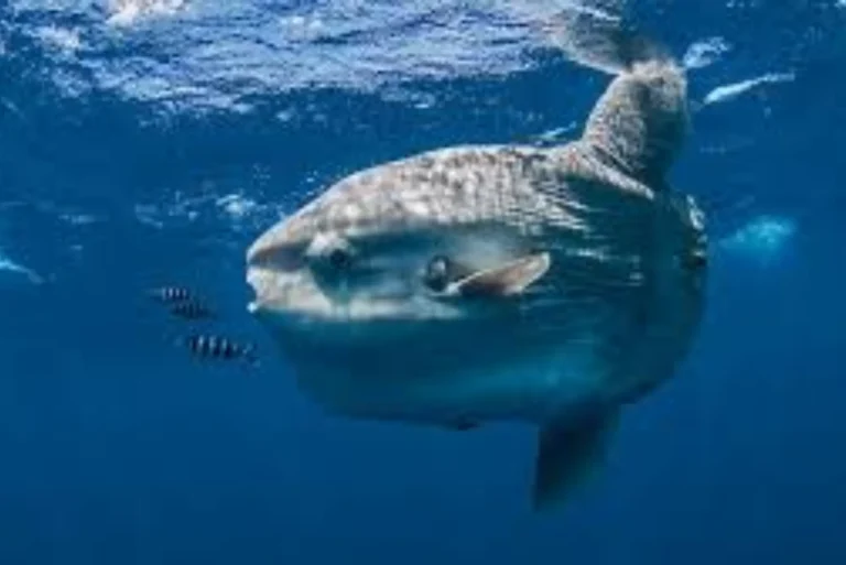 Best Guide to Understanding Fish Populations in the Ocean