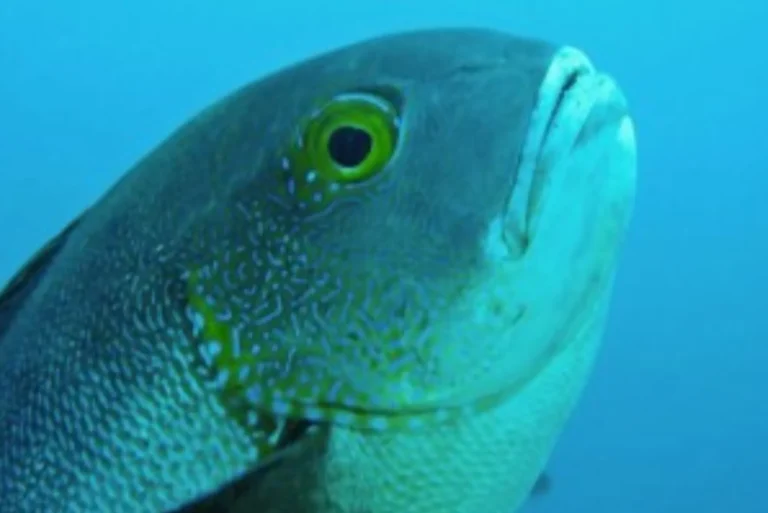 How to Estimate How Many Fish Are in the Ocean