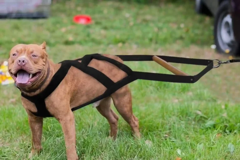 Best Heavy Duty No-Pull Harnesses for Pitbulls, Boxers, and Strong Pullers Best Heavy Duty No-Pull Harnesses for Pitbulls, Boxers, and Strong Pullers
