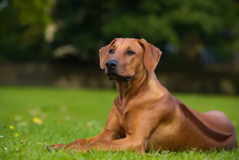 How to Train a Dog to Walk Beside a Stroller Without Pulling or Lunging How to Train a Dog to Walk Beside a Stroller Without Pulling or Lunging