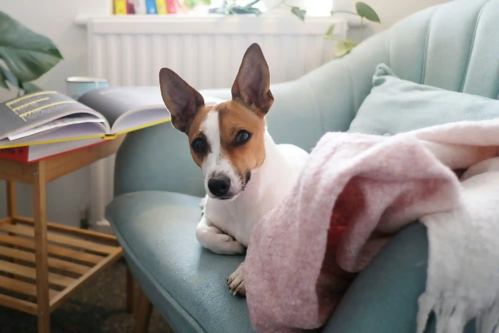 Canine Pancreatitis Emergency Symptoms: High-Fat Food Dangers and Low-Fat Recovery Diet