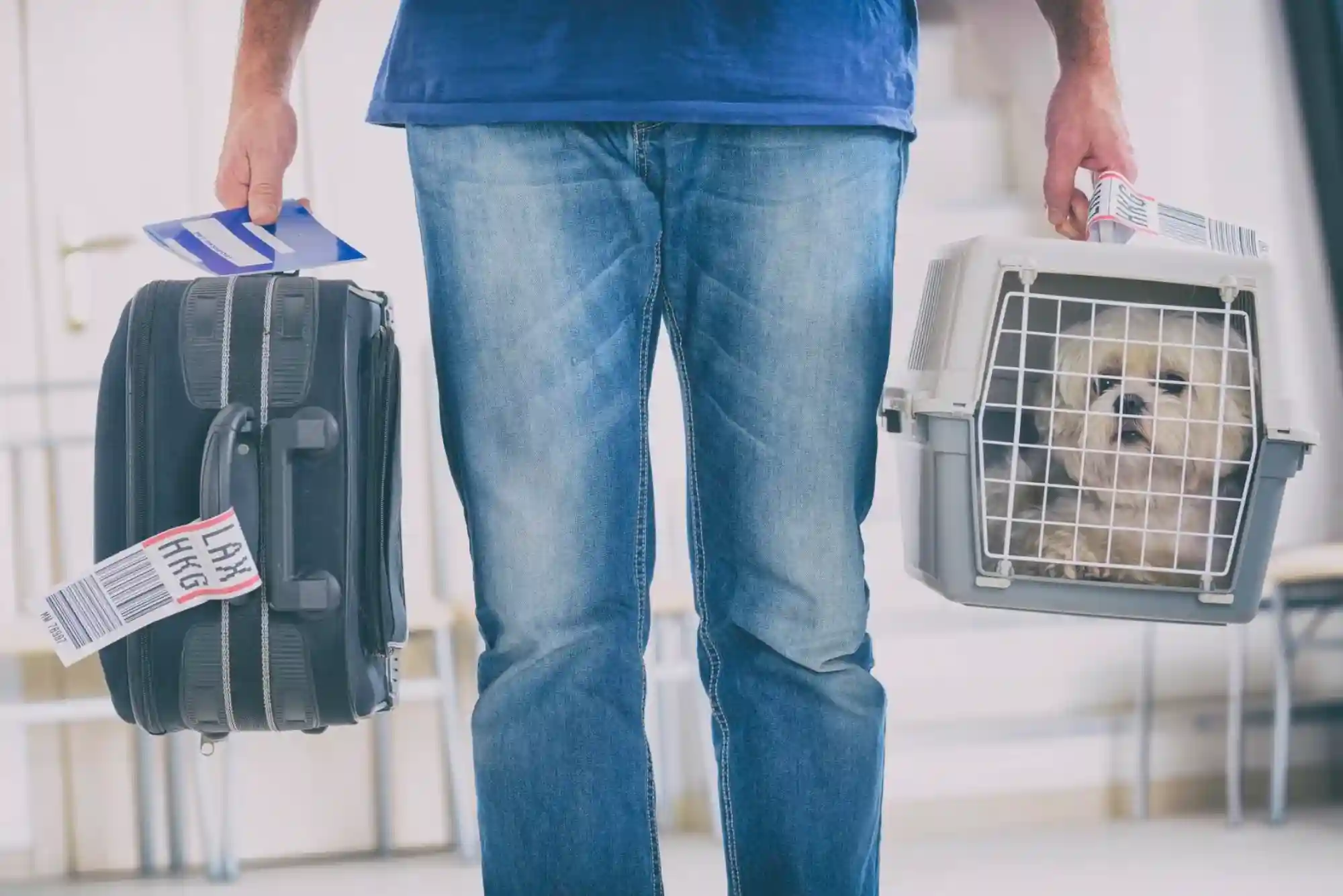 Flying with Dogs as Checked Baggage or Cargo: Temperature Embargoes and Crate Specs
