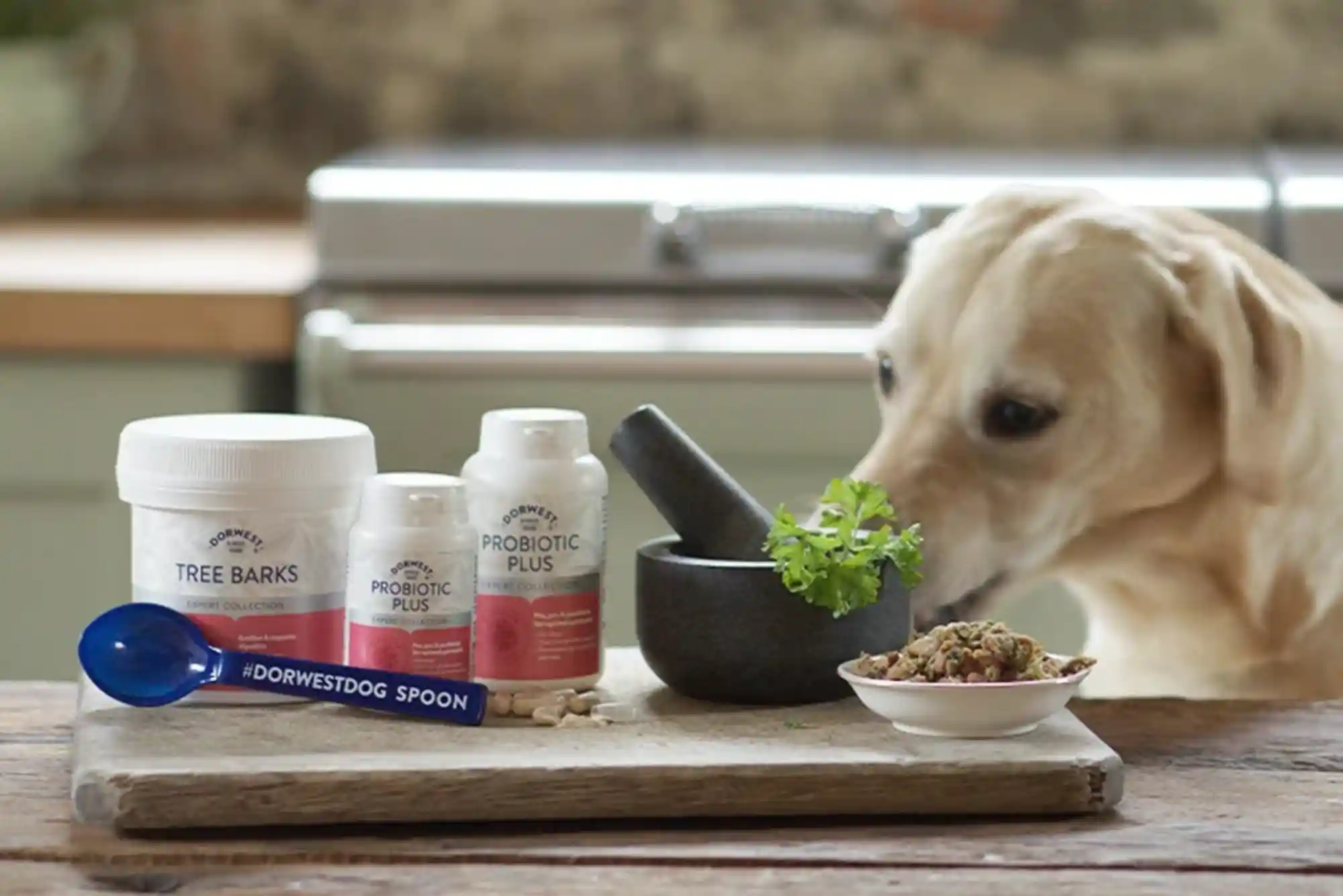 Probiotics for Dogs: Best Strains for Gut Health, Loose Stools, and Antibiotic Recovery